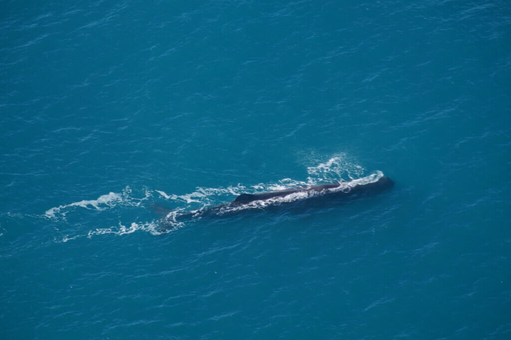 Een walvis, Kaikoura